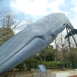 シロナガスクジラ “Blue whale”
