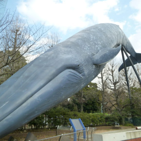 シロナガスクジラ "Blue whale"